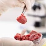 Study slashes lab-grown meat cost, engineers bovine muscle stem cells